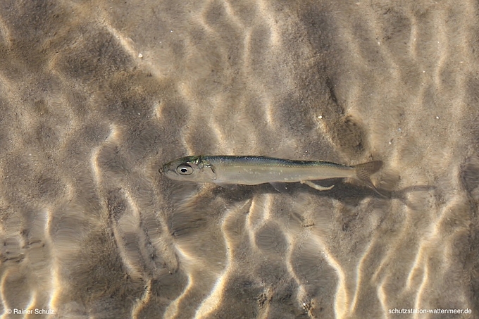 Ein Junger Hering der im flachen Wasser des Wattenmeers schwimmt.