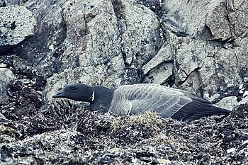 Ringelgans auf Nest 