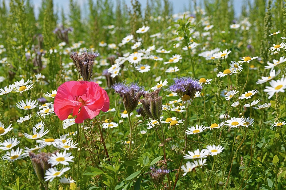 Blumenwiese im Speicherkoog