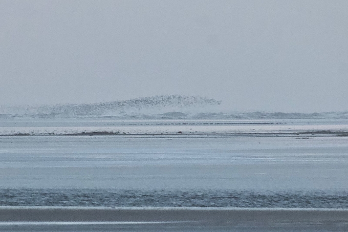 Vogelschwärme auf und über der nassen Sandbank