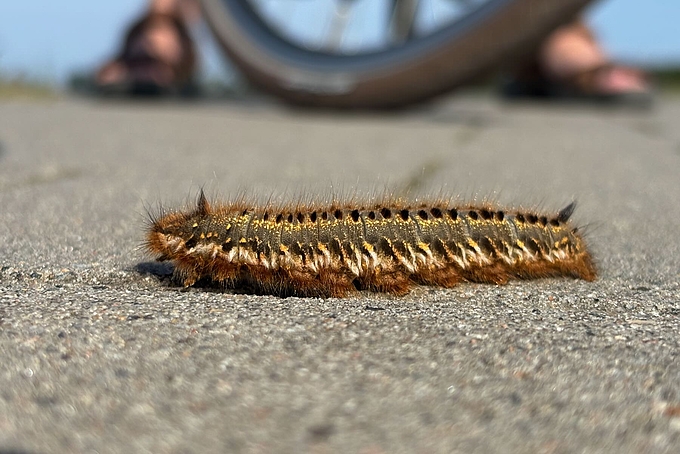 Insektenraupe auf Radweg
