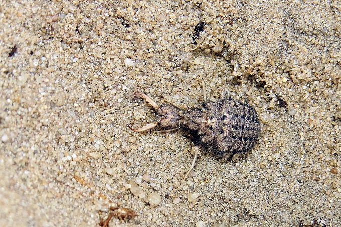 Ameisenlöwe im Sand