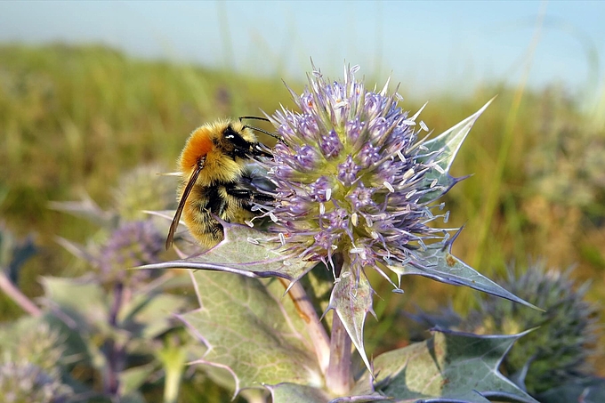 Mooshummel auf blühender Distel