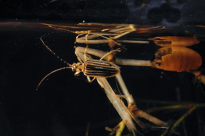 Käfer und Kokon unter Wasser Käfer und Kokon unter Wasser