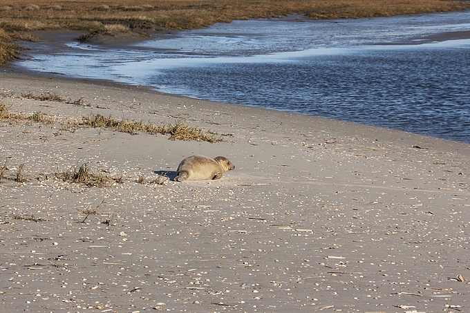 Seehund am Rand einer Sandbank