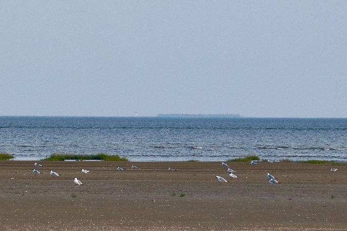 Möwen auf Sandbank und Schiff am Horizont