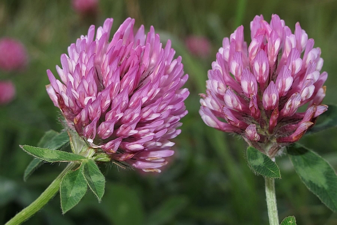 Zwei Blüten