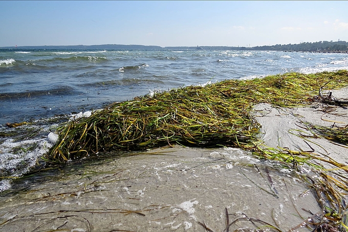 Frischer Seegras-Spülsaum Frischer Seegras-Spülsaum
