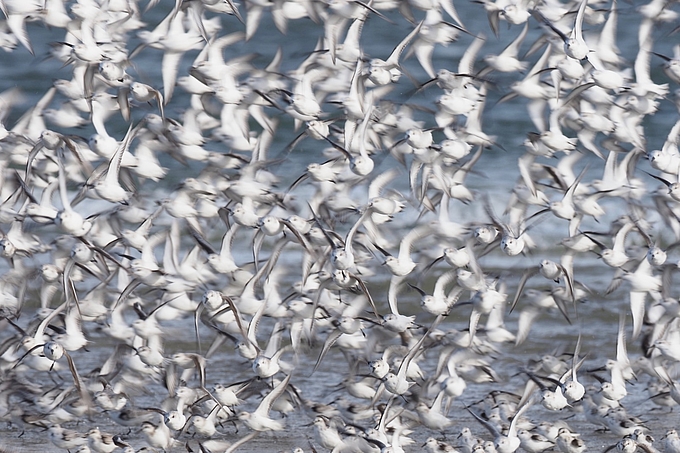 Dichter fliegender Vogelschwarm