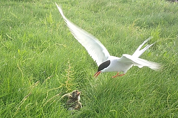 Seeschwalbe landet vor hungrigem Jungvogel