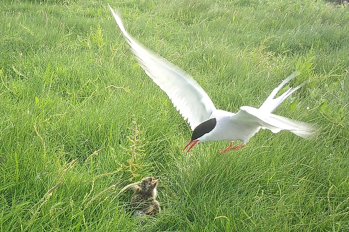 Küstenseeschwalbe landet vor einem Jungvogel