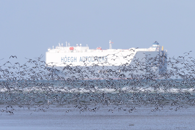 Vogelschwarm vor Autotransportschiff