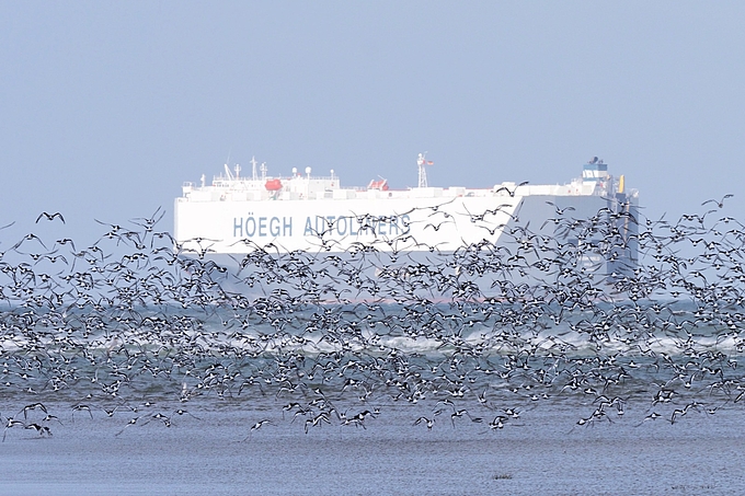 Vogelschwarm vor Frachtschiff