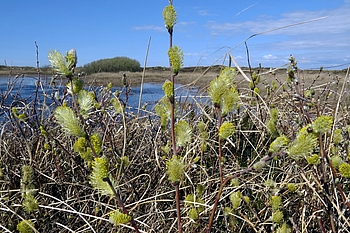 Gelbe Blütenkätzchen
