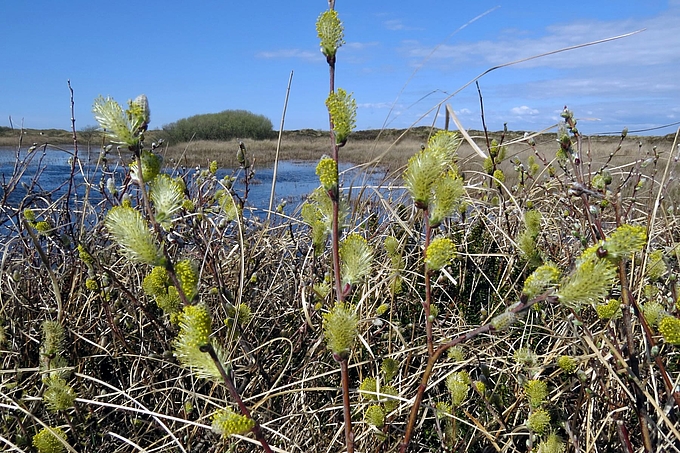 Gelbe Blütenkätzchen Gelbe Blütenkätzchen