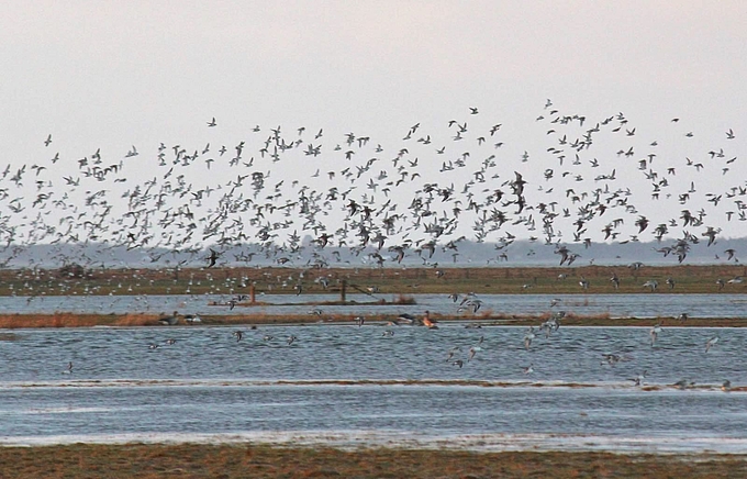 Vogelschwarm über überfluteten Salzwiesen