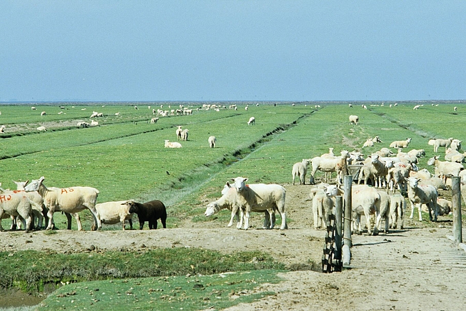 Kurzrasige Salzwiese