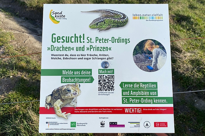 Schild - Drachen & Prinzen gesucht