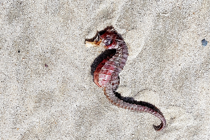 Seepferdchen auf trockenem Sand