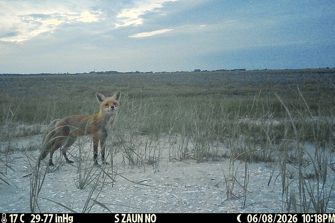 Fuchs im Abendlicht am Strandwall