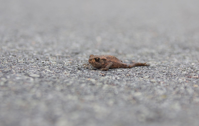 Verletzte kleine Kröte auf Radweg