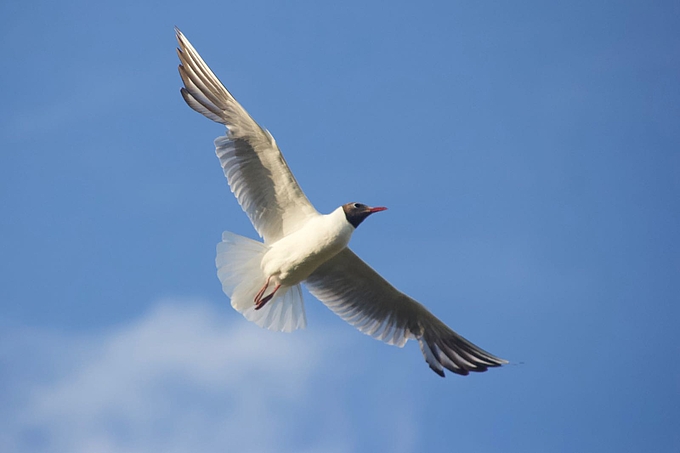 Fliegende Lachmöwe mit Federlücken in den Flügeln