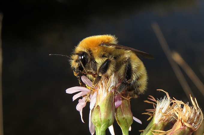 Hummel auf kleiner Blüte einer Aster