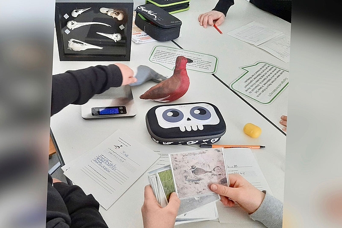 Kinder nutzen Schaukasten mit Vogelschnäbeln und "Vögel" aus Stoff