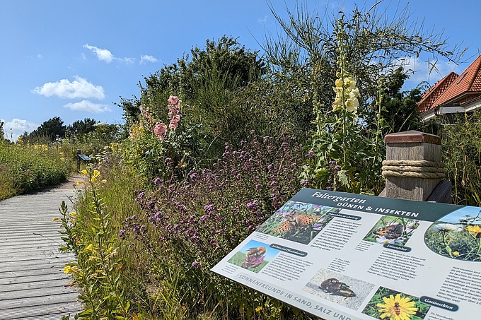 Blühende Pflanzen im Garten