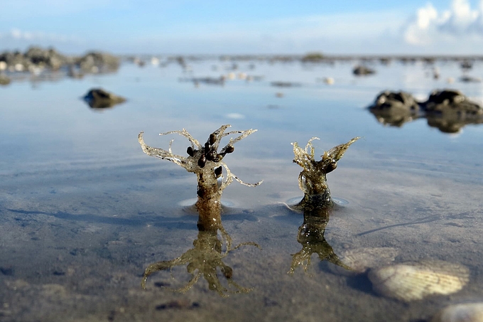 Zwei Bäumchenröhrenwürmer im Flachwasser