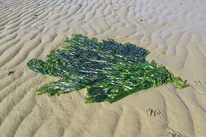 Meersalat auf Sandrippeln