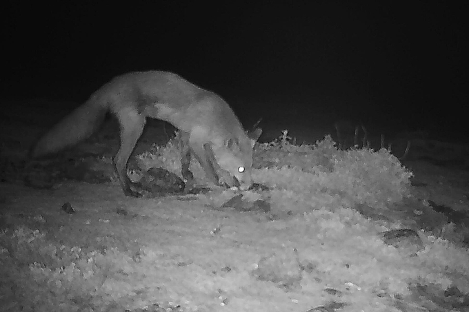 Fuchs auf Nahrungssuche Fuchs auf Nahrungssuche