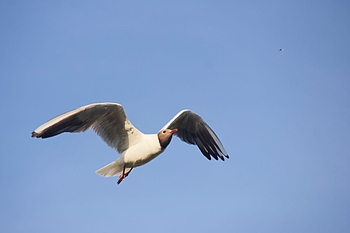 Lachmöwe und fliegende Ameise