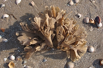 Büschel auf dem Strand