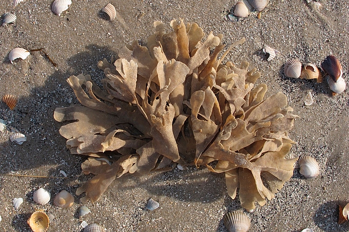 Büschel auf dem Strand