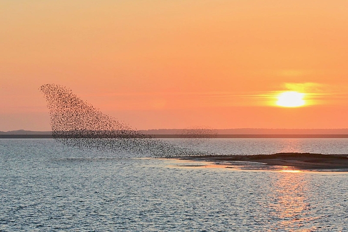 Landender Vogelschwarm im Abendlicht
