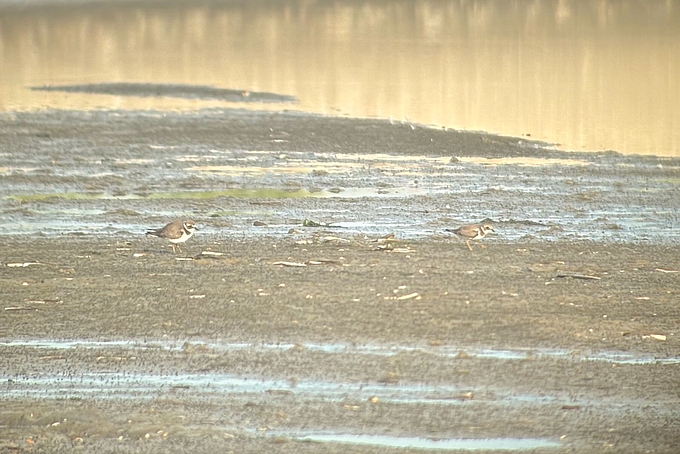 2 flügge Sandregenpfeifer am Watt 2 flügge Sandregenpfeifer am Watt