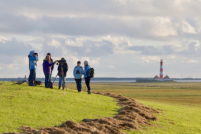 Vogelführung am Deich vor Westerhever