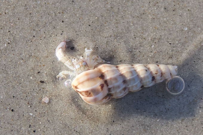 Kleiner Einsiedler in Wendeltreppen-Schnecke