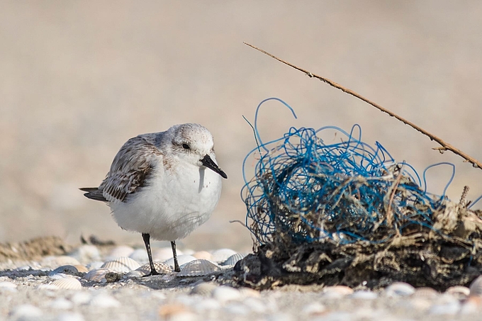 Sanderling rastet neben Faserknäuel