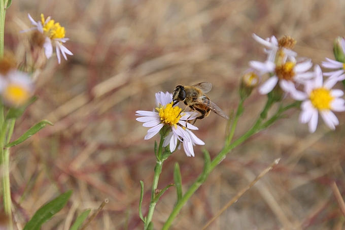 Schwebfliege auf Asternblüte