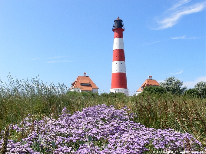 Westerhever Leuchtturm in der lila blühenden Salzwiese