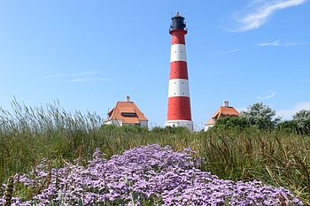 Westerhever Leuchtturm in der lila blühenden Salzwiese