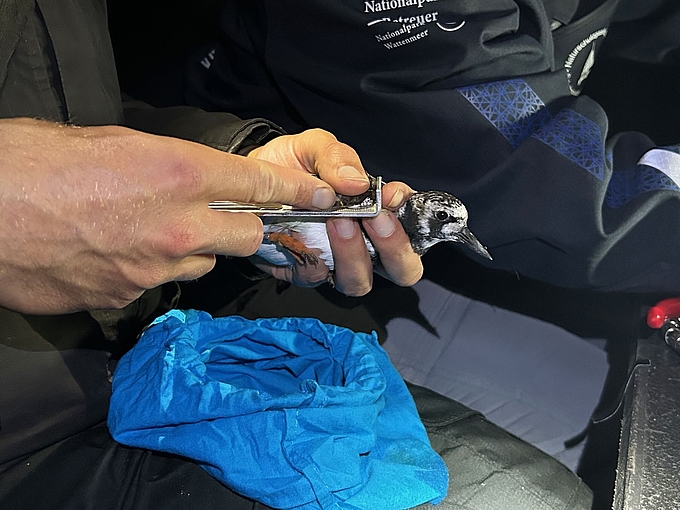 Messung des Flügels
