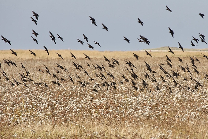 Starenschwarm im Anflug