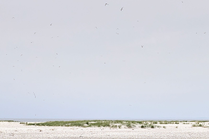 Lockere Dünenvegetation mit zahlreichen fliegenden Zwergseeschwalben 