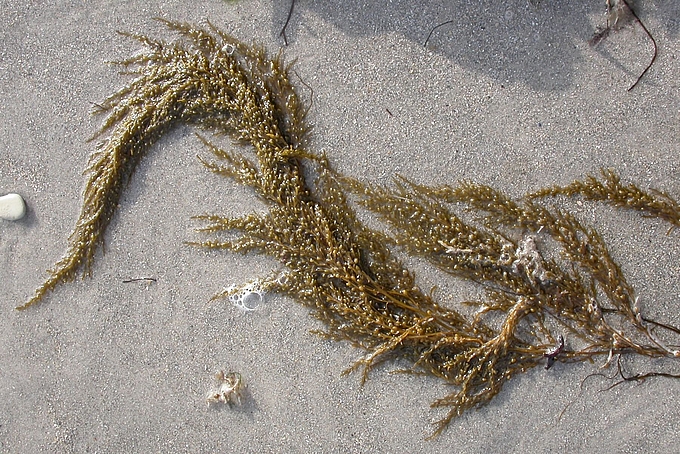 Einzelner Beerentang