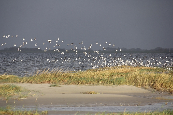 Vogelschwarm an den Dünen