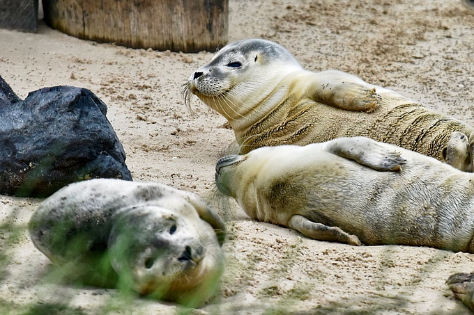 Drei Seehunde liegen im Sand an Holzpfeiler