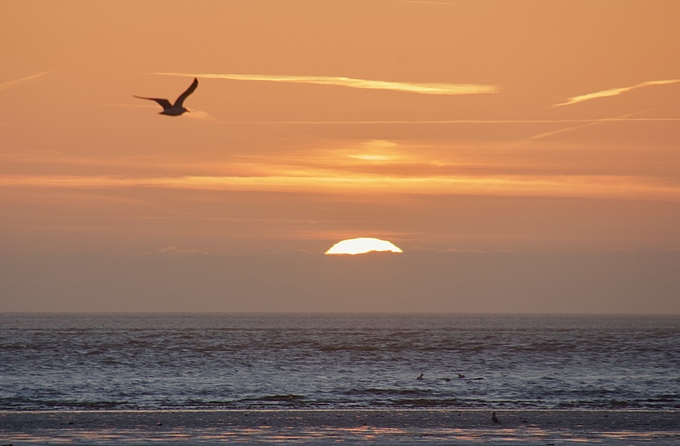 Möwe fliegt über der Abendsonne